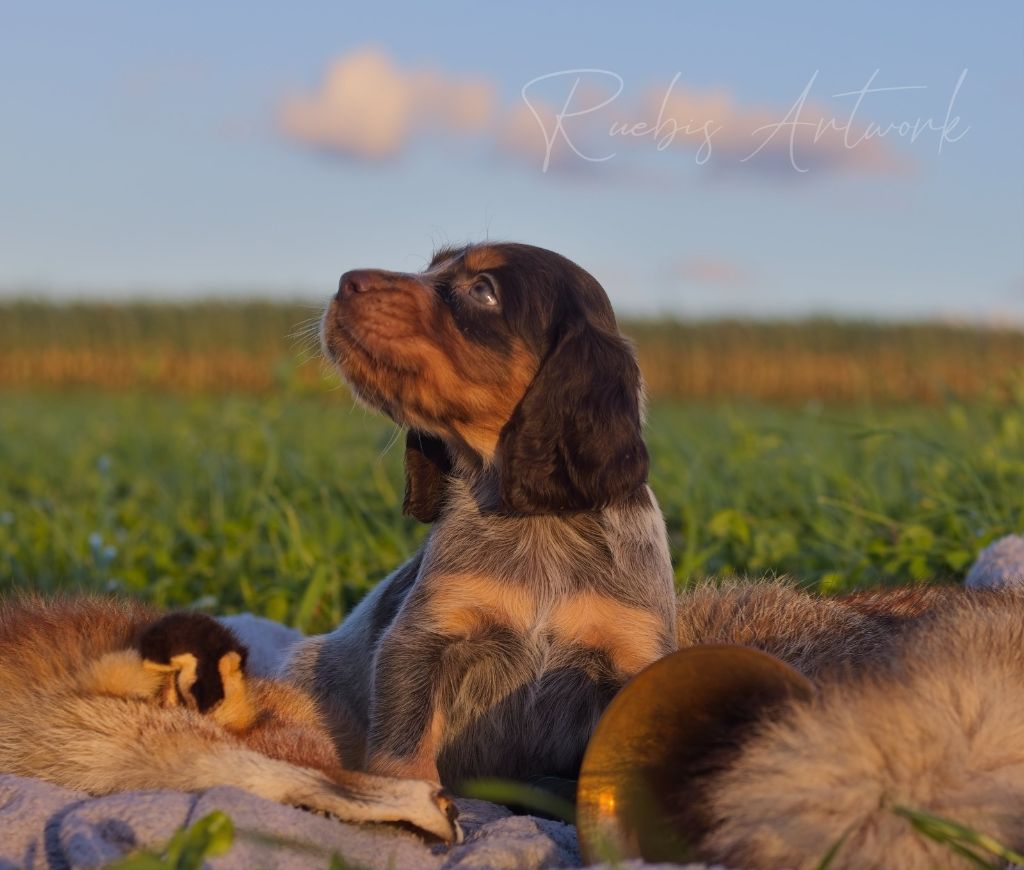 Des Lauriers De Barberousse - Chiots disponibles - Epagneul picard