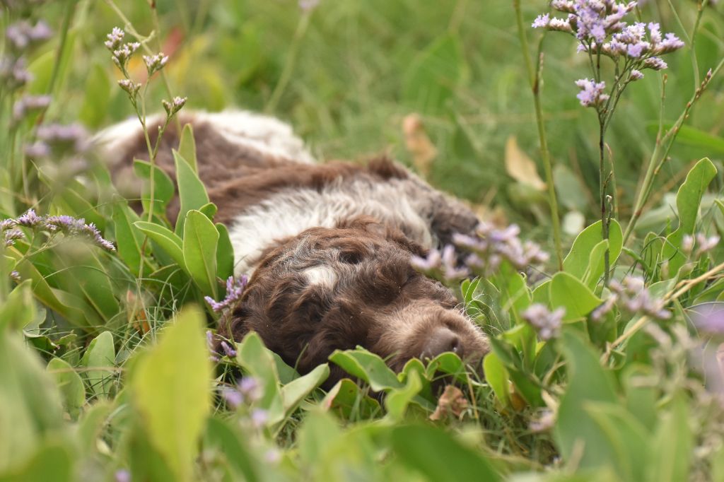 Des Lauriers De Barberousse - Epagneul de Pont-Audemer - Portée née le 06/06/2024