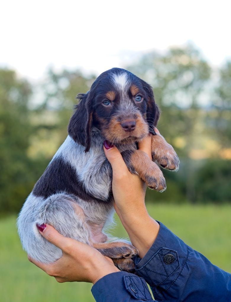 Des Lauriers De Barberousse - Chiots disponibles - Epagneul picard
