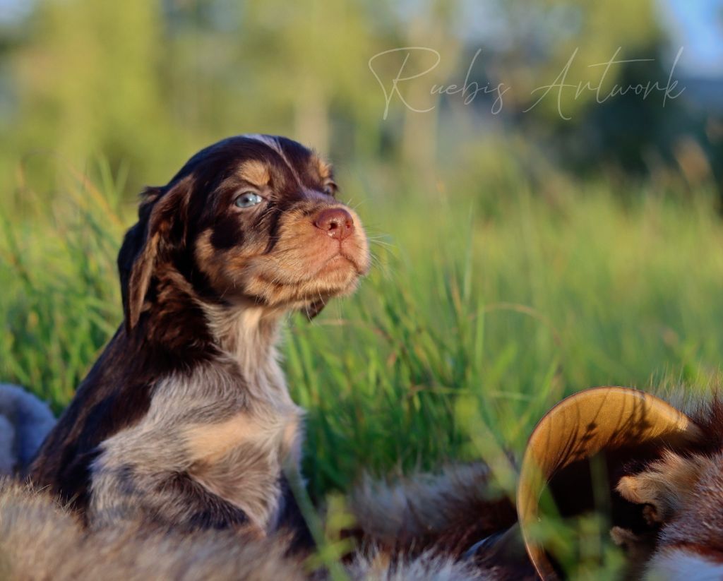 Des Lauriers De Barberousse - Chiots disponibles - Epagneul picard
