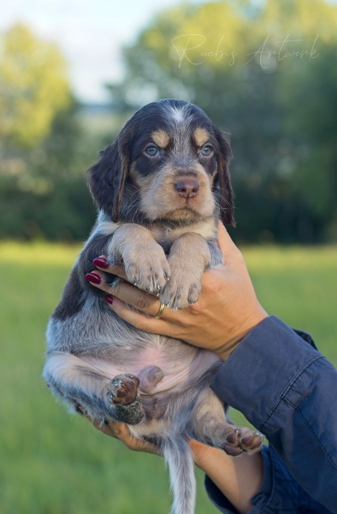 Des Lauriers De Barberousse - Chiots disponibles - Epagneul picard