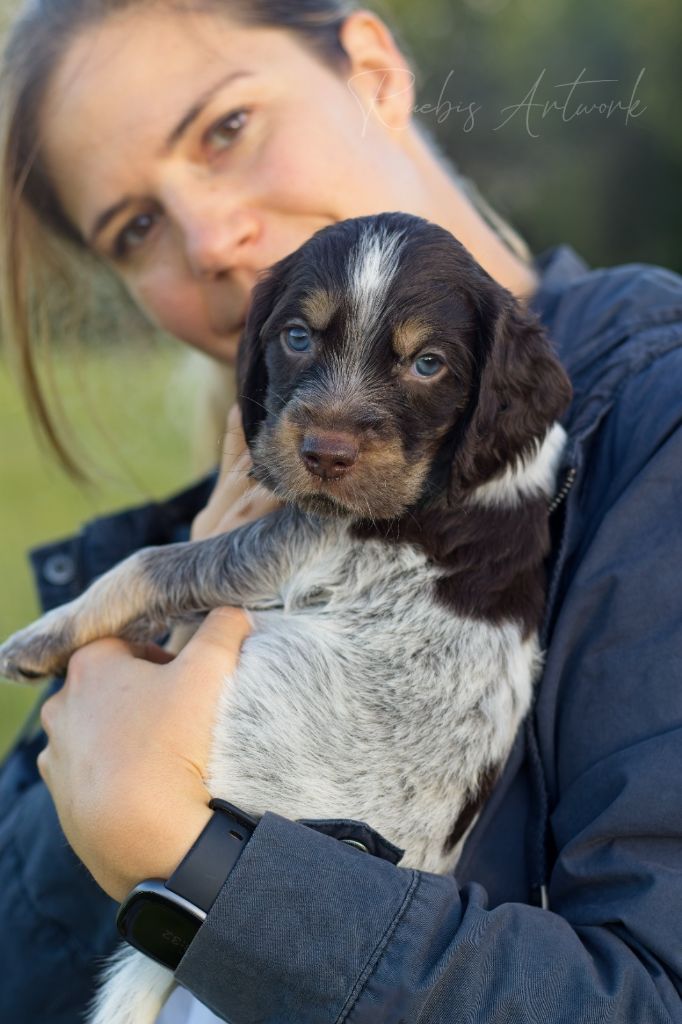 Des Lauriers De Barberousse - Chiots disponibles - Epagneul picard