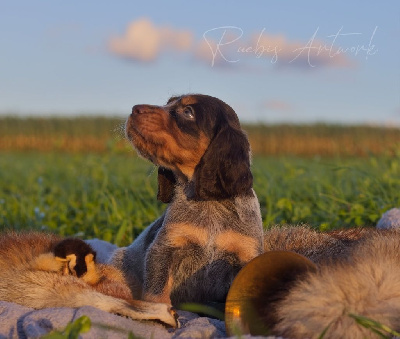 CHIOT 5