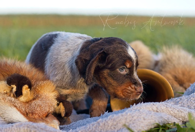 CHIOT 10