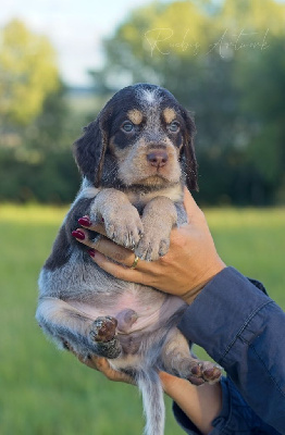 CHIOT 2