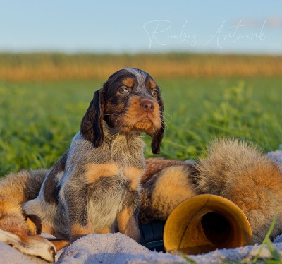 CHIOT 8