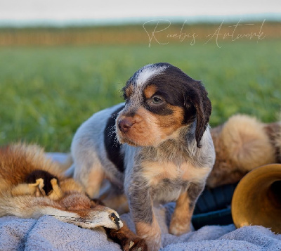 CHIOT 9