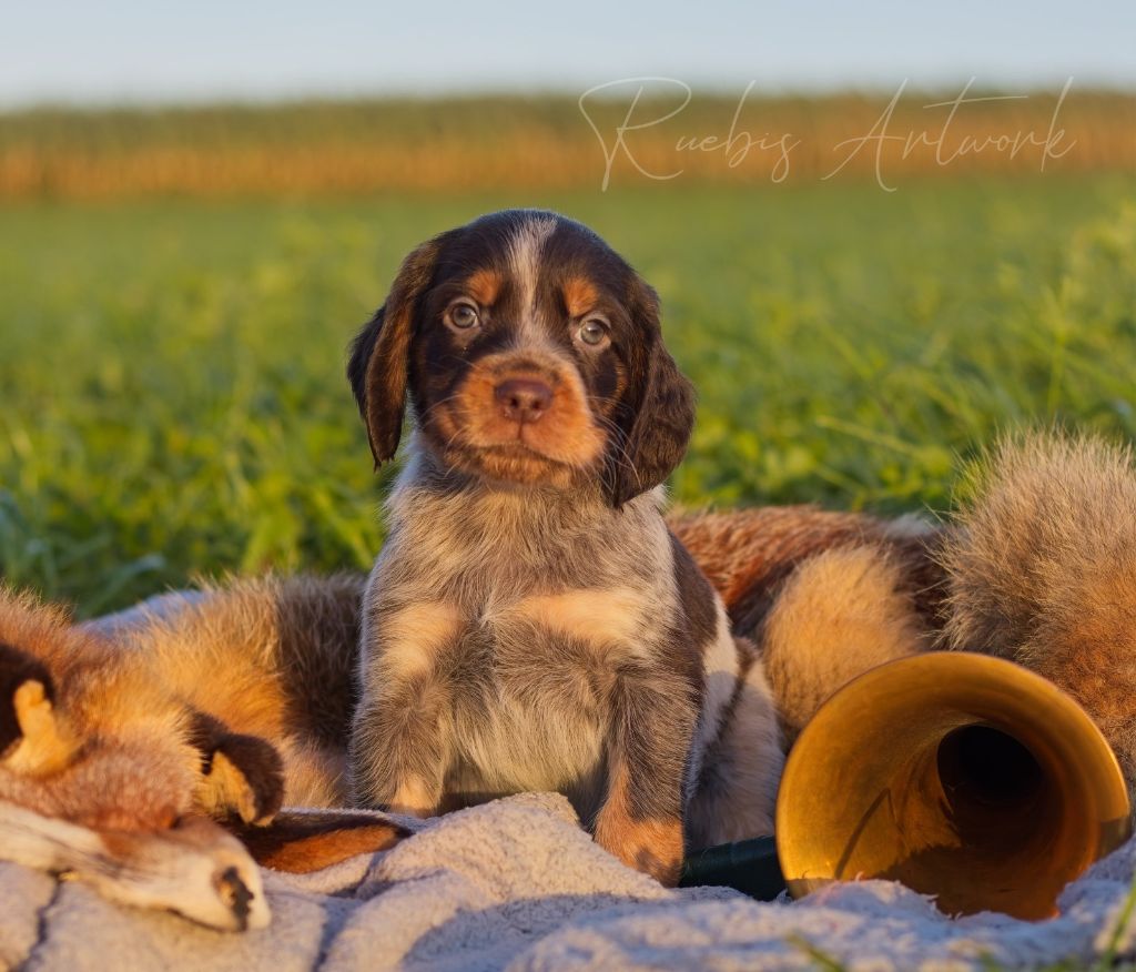 Des Lauriers De Barberousse - Chiots disponibles - Epagneul picard
