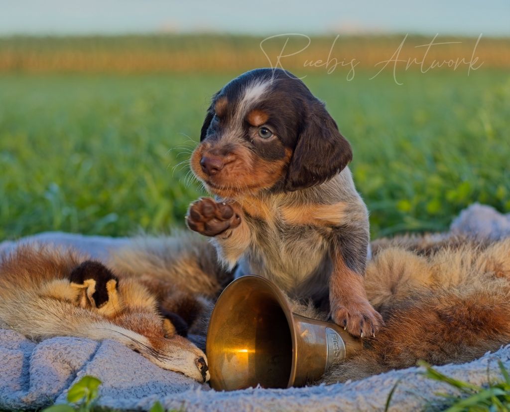 Des Lauriers De Barberousse - Chiots disponibles - Epagneul picard